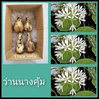 ราคา ว่านนางคุ้มจิ๋วชุด4หัวไม้มงคล ว่านศักดิ์สิทธิ์ ผู้เฒ่าเฝ้าบ้าน หัวว่าน (15562355430)