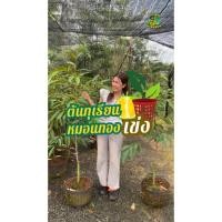 ราคา ต้นทุเรียนหมอนทองเข่ง ต้นใหญ่สูง 150cm ต้นในเข่งเบอร์ 6 ต้นใหญาแข็งแรง พร้อมลงปลูก จัดส่งฟรี มีปลายทาง (40575397161)