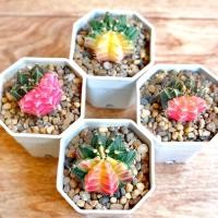 ราคา ยิมโนด่าง Gymnocalycium mihanovichii variegata ไม้เมล็ด กระถาง 2 นิ้ว (16031196429)