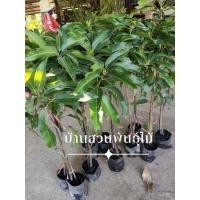 ราคา ต้นมะม่วง พันธุ์ตลับนาค ต้นทาบกิ่ง สูง 80-100 ซม. (54703258126)