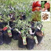 ราคา ต้นมะนาวคาเวียร์ ต้นมะนาวนิ้วมือ (Finger Lime) Citrus australasica ลำต้นสูง 30 ซม (6294639255)