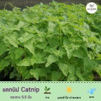 ราคา ต้นแคทนิป Catnip #แคทมินต์ (Catmint) #กัญชาแมว (H29) #ต้นไม้น้องแมว (23508806795)