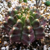 ราคา ต้นกระบองเพชร-ยิมโนผิวม่วงhybคละไซซ์ ขนาด2-3.5cm*พิเศษเดือนนี้ลงทะเบียน35บาทems55บาท* (6225763777)