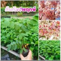 ราคา ต้นกัลปพฤกษ์ ไม้มงคล ดอกสีชมพู (9215207557)