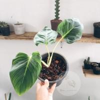 ราคา ส่งฟรี ‘ เสน่ห์จันทร์ขาว ‘ (King of Hearts) ว่านเสน่ห์จันทร์ขาว Homalomena lindenii (6341325142)