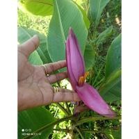 ราคา กล้วยบัวดอกสีม่วงส่งแบบขุดสดล้างรากไม่มีกระถางหรืออาจส่งเป็นหน่อหัว (28210028895)