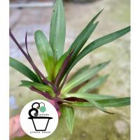 ราคา ว่านกาบหอย Tradescantia spathacea (27752848661)