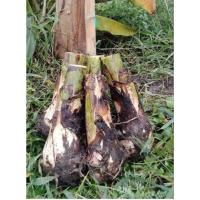 ราคา หน่อกล้วยน้ำว้ามะลิโบราณ 2 หน่อ 50 บาทส่งจากโคราช (28859413166)