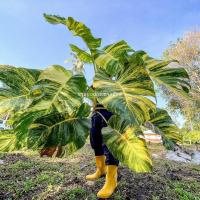 ราคา พลูด่าง พลูยักษ์ พลูด่างยักษ์ ใบฉีก กิ่งใหญ่ รากแน่น พร้อมปลูก (24024290625)