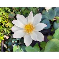 ราคา บัวหลวงYixian lian.(บัวกินไหล)เป็นบัวที่ดอกสวย และสามารถปลูกรับประทานไหลได้ ขายสายพันธุ์เป็นแบบไหลเช่นตัวอย่างในรูปครับ (25282525182)