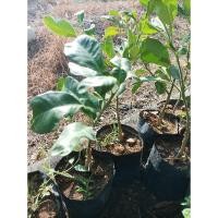 ราคา ส้มโอทับทิมสยาม กิ่งเสียบยอด ต้นตอคู่(2ต้น)เพาะจากเมล็ด (25452280816)