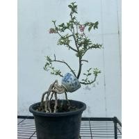 ราคา เชอรี่แคระบอนไซรากแปลก (29125910602)