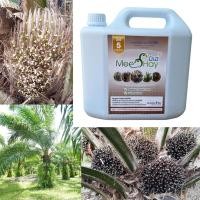 ราคา มีเฮ สูตร5 สำหรับปาล์มน้ำมัน ทะลายเยอะ น้ำหนักสูง ขนาด 5 ลิตร (น้ำหมักชีวภาพ) (19900804995)