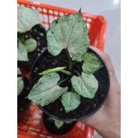 ราคา Syngonium Green splash กรีนสเปลส (8480932320)