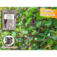 ราคา เมล็ดพันธุ์ผักสวนครัวผักปลังสีแดง (Ceylon Spinach) บรรจุ 30 เมล็ด (14908992714)