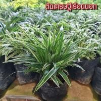 ราคา ต้นเศรษฐีเรือนนอก ไม้เสริมมงคล เสริมโชคลาภป้องกันภัย เป็นไม้พุ่มขนาดเล็ก (43769330862)