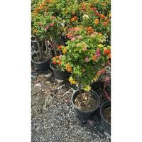 ราคา ผกากรองแฟนซี แบบตอ60-80cm ผกากรองแฟนซี (Lantana camara) คือต้นผกากรองที่ได้รับการเสียบยอด เพื่อให้ต้นเดียวมีดอกหลาก (40122783074)