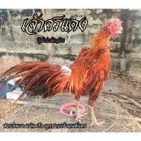 ราคา ไข่เชื้อ ไข่ไก่ชน พม่าม้าล่อ เจ้าศรแดง ซุ้มไก่ขวัญชัย (17606224744)