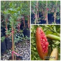 ราคา มะนาวคาเวียร์ หรือมะนาวไข่ปลา (41658235513)