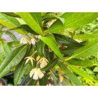 ราคา ต้นกระดิ่งนางฟ้า ไม้มงคลน่าปลูก (43257654969)