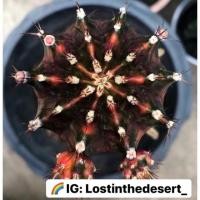 ราคา หน่อเด็ดสดยิมโนด่าง Orenji สีเข้ม ยิมโน ยิมโนด่าง (3958546168)