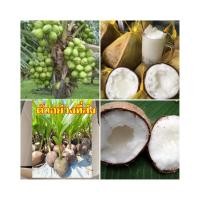ราคา (1ลูก) ลูก มะพร้าวกะทิพวงร้อย ต้น ลูกมะพร้าวกะทิพวงร้อย มะพร้าว กะทิพวงร้อย happy (14261241184)