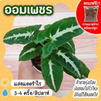 ราคา ออมเพชร ต้นออมเพชร กระถาง 3 นิ้ว [แถมกาบมะพร้าวพร้อมปลูก] Syngonium Podophyllum Wendlandii ออมประกายเพชร ต้นไม้นำโชค (12995748483)