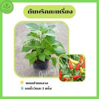 ราคา ต้นกล้าพริกกะเหรี่ยง เผ็ดมาก พร้อมปลูก 3 ถุง 100บาท คละกันได้ (19311566393)