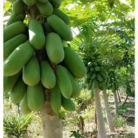 ราคา เมล็ดมะละกอพันธุ์ฮอลแลนด์ (24977794880)