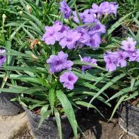 ราคา ต้อยติ่งฝรั่ง,ต้อยติ่งฝรั่งพันธุ์แคระ (9595510268)