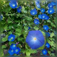 ราคา เมล็ดมอร์นิ่งกลอรี่ สีน้ำเงิน 40 เมล็ด มอร์นิ่งกลอรี่ ผักบุ้งฝรั่ง เฮฟเวนลี่บลู (24313411907)