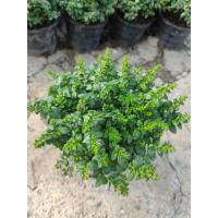 ราคา ต้นหลิวม่วง หลิวไต้หวัน กระถาง 5 นิ้ว พุ่มน่ารัก ส่งทั้งกระถางมีจำหน่ายแบบชุดและต้นเดี่ยว (18276710051)