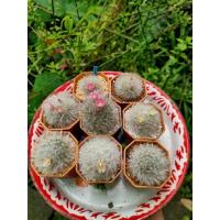 ราคา แคคตัสแมมขนแมว (Mammillaria Bocasana) และแมมขนแกะ (Mammillaria Bocasana cv. multilanata) (19826139892)