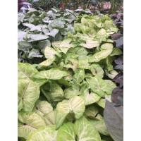 ราคา ไม้มงคล ราคา 50 บาท มี3ชนิด #ต้นออมเงิน#ต้นออมทอง#ต้นออมนาค ขนาดถุงดำ 3.5*7นิ้ว (7720438259)