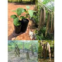 ราคา ต้นเพกาเตี้ยหรือต้นลิ้นฟ้าเตี้ย (23389366931)