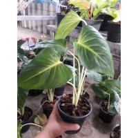 ราคา ว่านเสน่ห์จันทร์ขาว ส่งพร้อมกระถาง (4651524036)