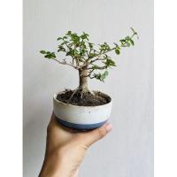 ราคา เพรมน่าบอนไซ เพรมน่า[Premna] บอนไซจิ๋ว ไม้กระถาง ทรงสวยใบเยอะ (9686853541)