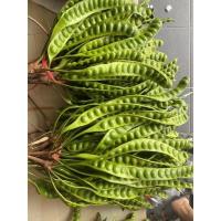 ราคา ❌ พร้อมส่ง ❌สะตอใต้ สะตอนครศรีธรรมราช ฝักละ 10 บาท (ขั้นต่ำ 10 ฝัก) (8289609844)