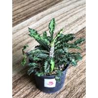 ราคา ยูโฟเบียไดโนเสาร์ฟอร์มสวยสมบูรณ์ “ต้นนี้เลย” ในกระถาง 2 นิ้วครึ่ง (17350438548)