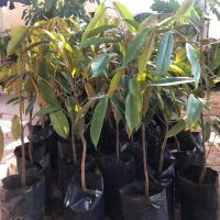 ราคา ต้นทุเรียน พันธุ์หมอนทอง ก้านยาว ชะนี นกกระจิบ พวงมณี (5519528155)