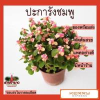 ราคา ปะการังสายรุ้ง/ปะการังชมพูใบเขียว หรือ Portulacaria afra f. Variegata / Rainbow Bush กระถาง 4” ต้นสูงประมาณ 15 cm (3760462759)