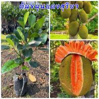 ราคา ต้นขนุนแดงสุริยา ทาบกิ่ง ต้นเตี้ย หวานกรอบอร่อย ต้นพันธุ์แข็งแรง (41611343201)
