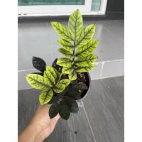 ราคา ต้นกวักมรกตดำ กวักมรกตกระถาง6นิ้ว (7364798325)