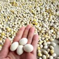 ราคา 5 เมล็ดพันธุ์ เมล็ด ผักหวานป่า (Melientha suavis) (11709819571)