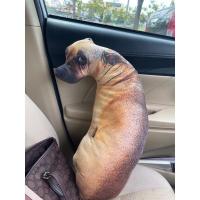 ราคา หมอนหมา หมาหงอย 3 มิติ เหมือนมากกก สินค้าพร้อมส่ง 1-2 วันได้ของ (3893271532)