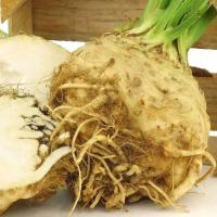ราคา 30 เมล็ด เมล็ดพันธุ์ หัวขึ้นฉ่าย หัวขึ้นฉ่ายฝรั่ง Celery Root หรือ Celeriac Seeds สายพันธุ์จากเยอรมนี (43422570032)
