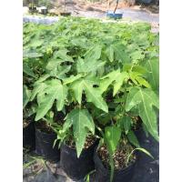 ราคา ต้นกล้ามะละกอแขกดำ ต้นกล้ามะละกอฮอแลน ต้นกล้ามะละกอแขกนวล ของแท้ เพราะจากเมล็ดคุณภาพ คัดแล้ว (8480148071)