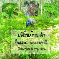 ราคา เฟิร์นก้านดำ ใบเฟิร์น เลี้ยงปลา ไม้ประดับ (200ต้น) (11914658917)