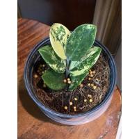 ราคา กวักมรกตด่าง 6 ใบด่างทุกใบ (11328445135)