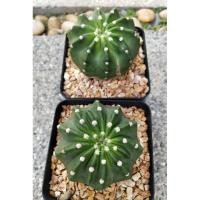 ราคา อิชิ, อิชิด่าง,ยิมโนด่าง,ยิมโน,ยิมแม่ลูกดก,ยิมโนด่าง,,ยิมด่างอ้วนส้ม,ยิมโนคาลิเซียม/ยิมแฝด,ยิมโนแฝด,แอลบีด่าง,LB (14396715868)